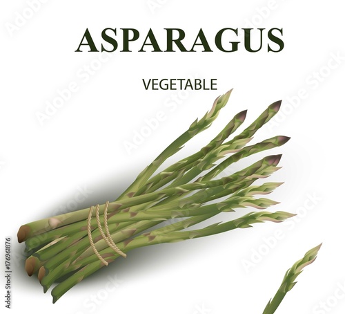 Asparagus isolated on white background Vector realistic styles