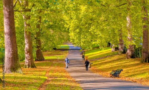 Avenue lined with trees in Green Park, London photo