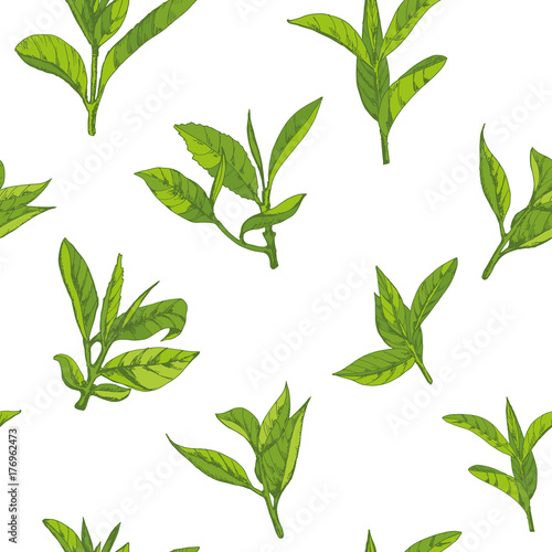 seamless pattern with herbs  vector illustration hand-drawn  leaves and branches of tea
