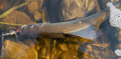 Grayling (Thymallus thymallus) caught