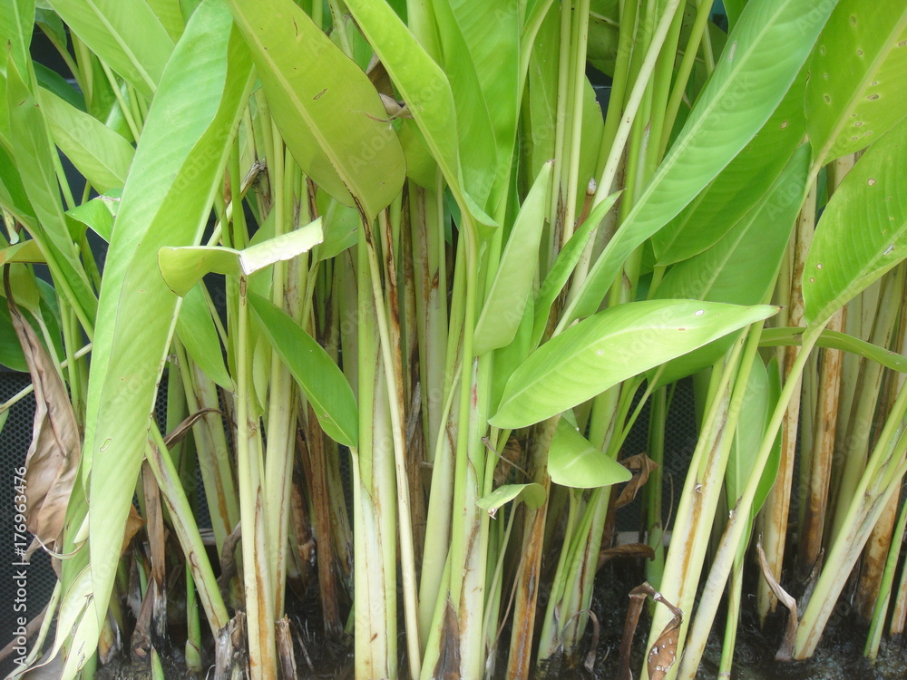 Obraz premium Flower decoration