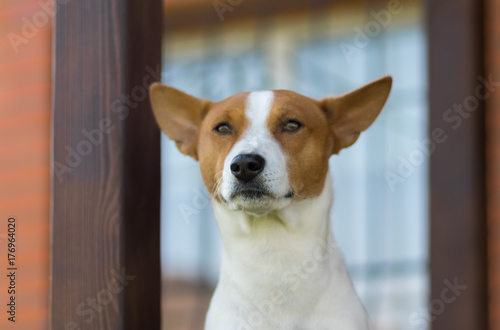 Outdoor portrait of royal basenji dog against the house it lives