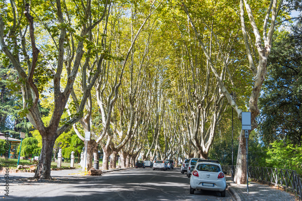 Plane trees in Promenade of the Janiculum Plane trees in Promenade of the Janiculum