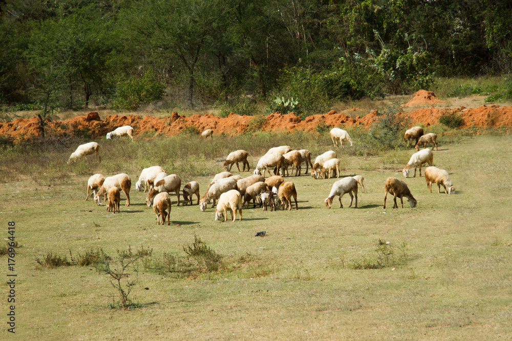 photo of a herd of grazing goats in India