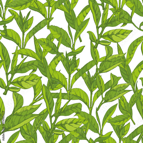 seamless pattern with herbs, vector illustration hand-drawn  leaves and branches of tea