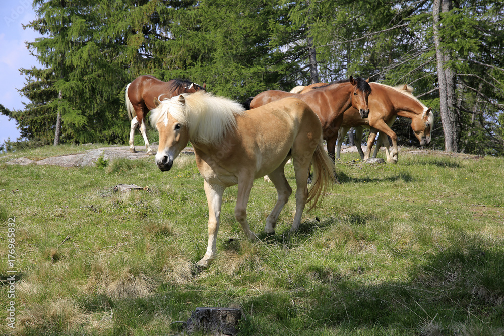 Haflinger Pferde, Gruppe auf Weide, Hafling, Südtirol, Italien, Europa Haflinger Pferde, Gruppe auf Weide, Hafling, Südtirol, Italien, Europa
