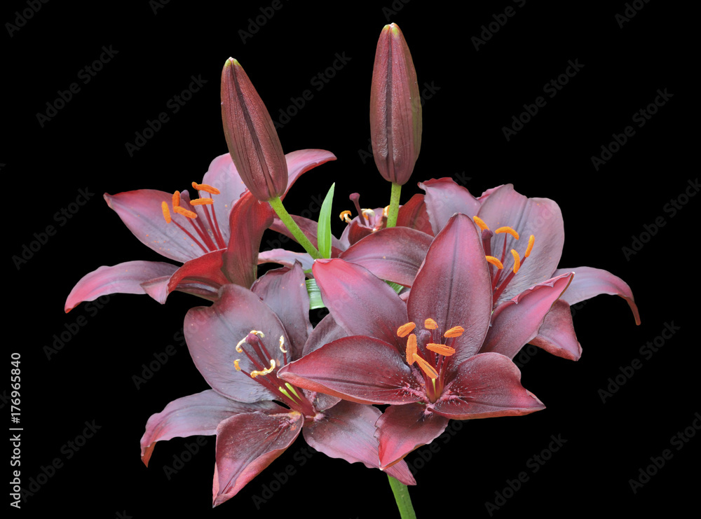 Fototapeta premium Dark-red lilies 6