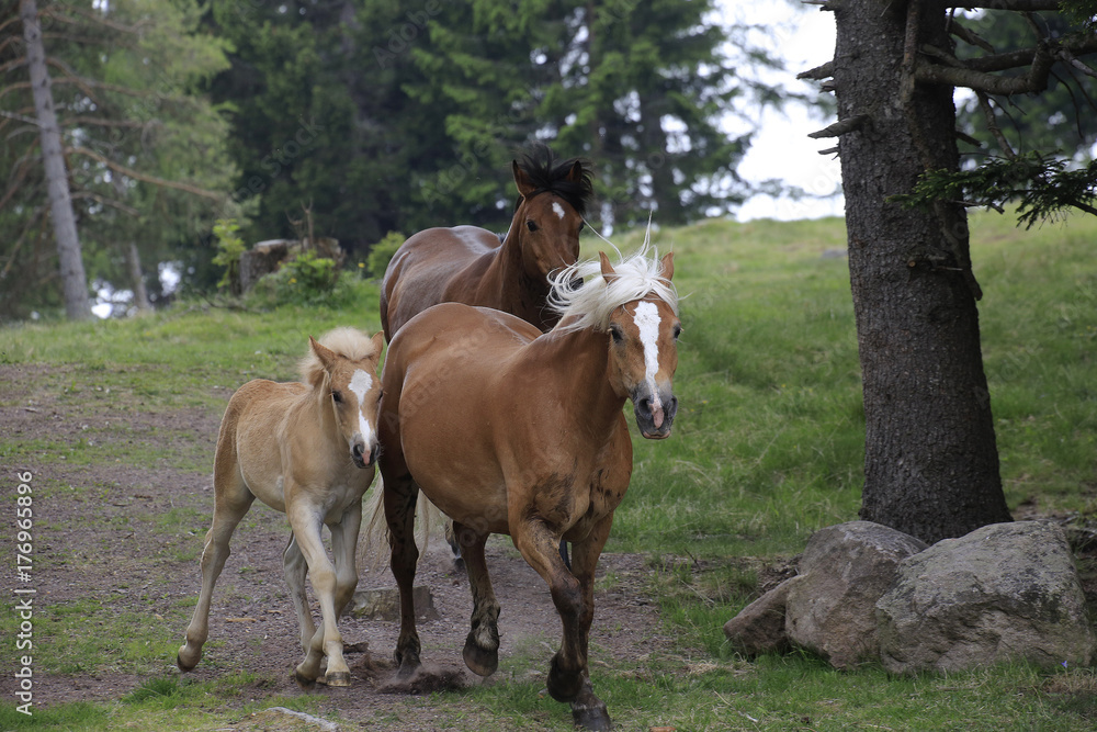Haflinger mit Fohlen laufen über Weide, Hafling, Südtirol, Italien, Europa Haflinger mit Fohlen laufen über Weide, Hafling, Südtirol, Italien, Europa