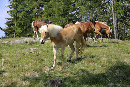 Haflinger Pferde  Gruppe auf Weide  Hafling  S  dtirol  Italien  Europa