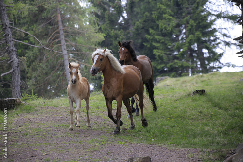 Haflinger Pferde mit Fohlen laufen über Wiese, Hafling, Südtirol, Italien, Europa