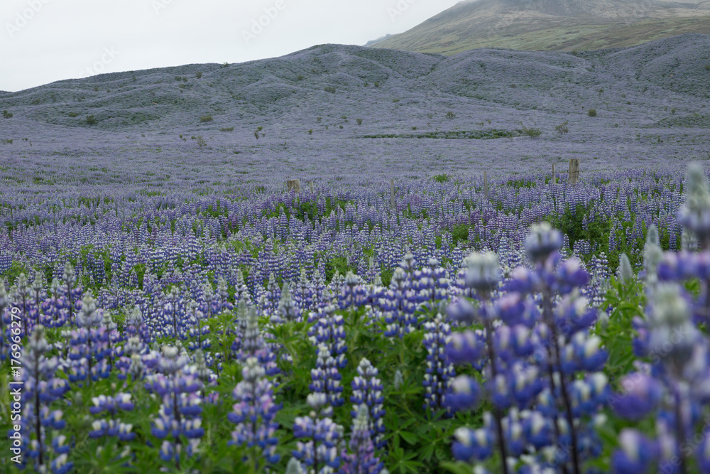 Lavender Iceland