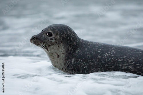 Seal Iceland 2 © MadsPeter