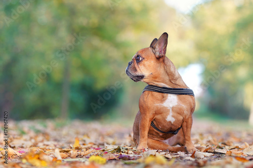 kleine Bulldogge im Herbst