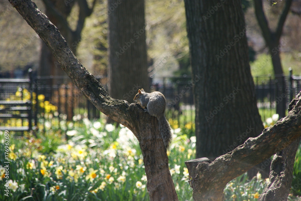 Fototapeta premium Squirrel