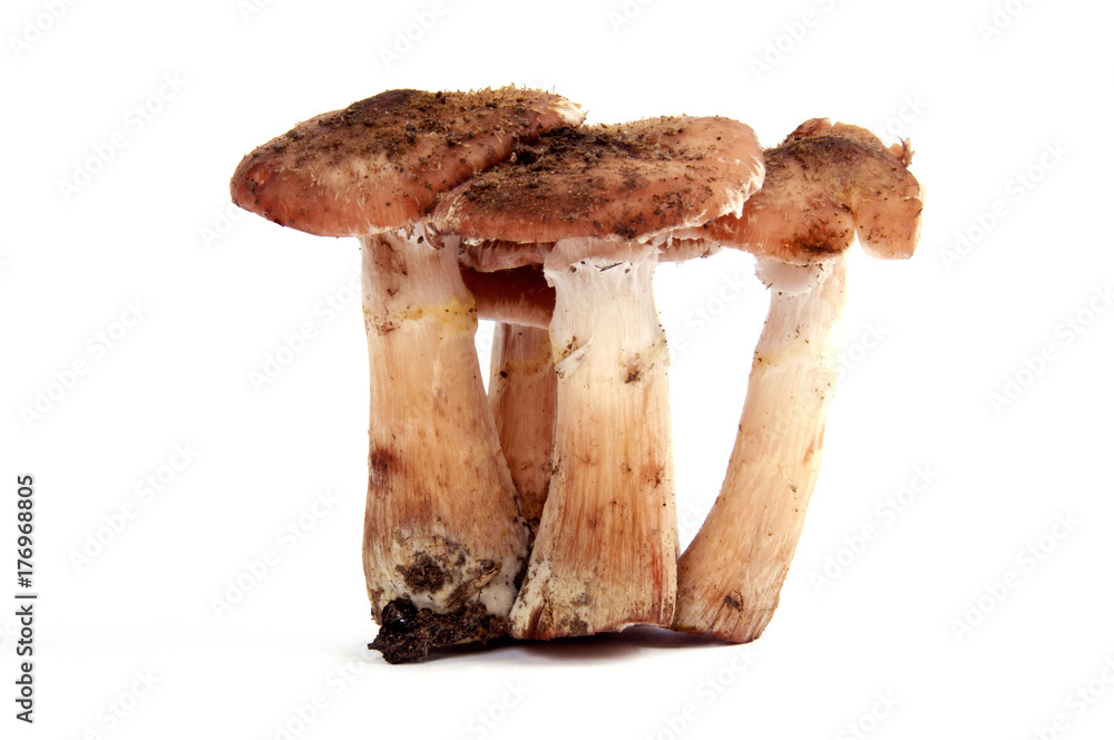Fototapeta premium Mushrooms isolated on a white background. Food concept.