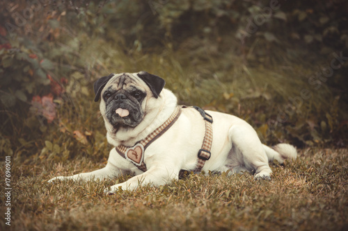 Portrait of a Pug dog outdoors