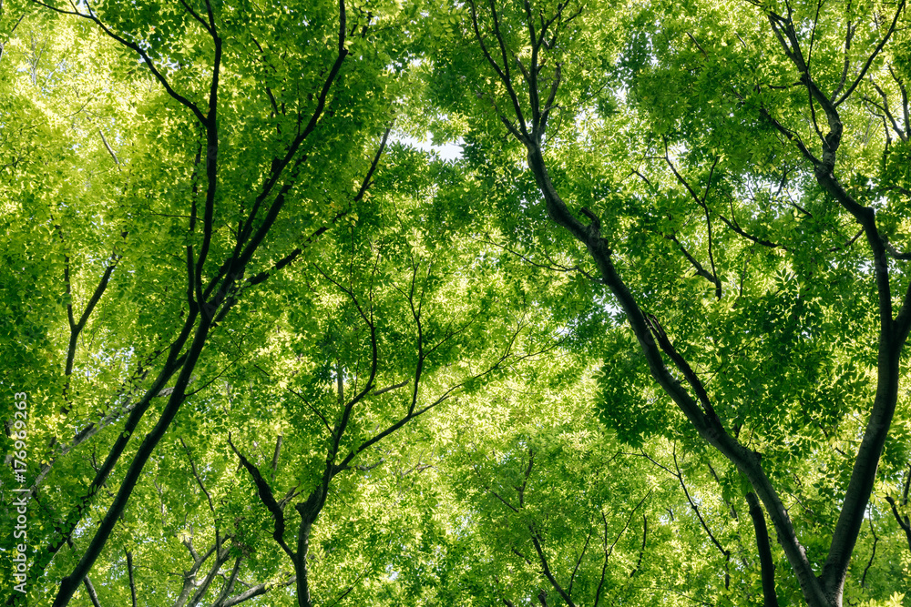 Low angle view of tree canopy in forest Low angle view of tree canopy in forest