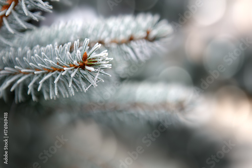Blue Pine branches isolated on gray.