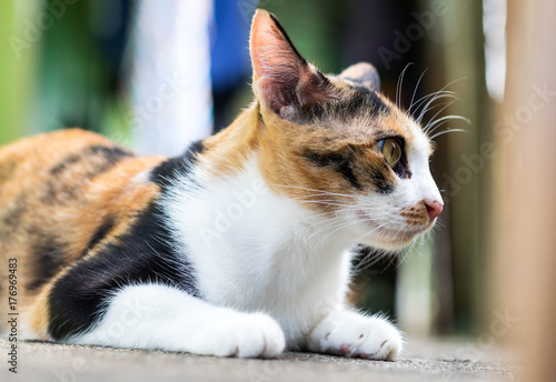 Close-up of three-colored cat staring side. © kaentian