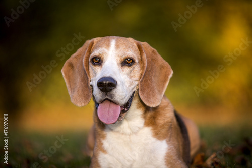 Portrait of a Beagle dog © BirgitKorber