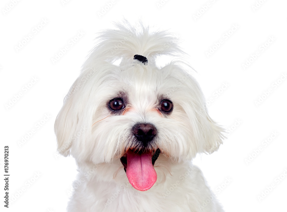 Portratit of a white dog with long hair and a pigtail Portratit of a white dog with long hair and a pigtail