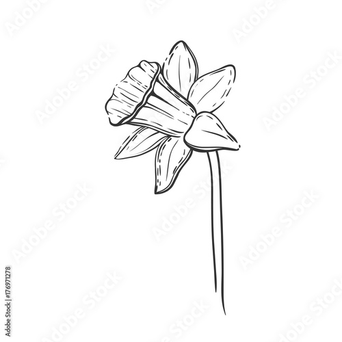 daffodil linear sketch