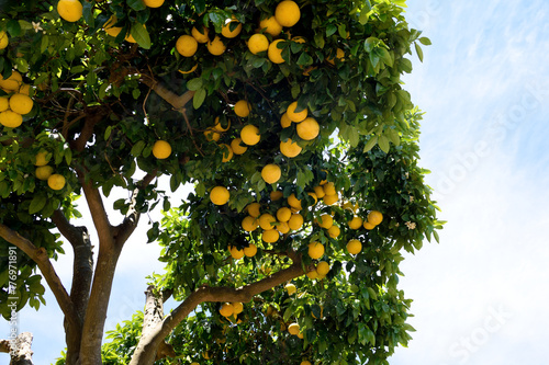 Grapefruit tree - Citrus X paradisi.

