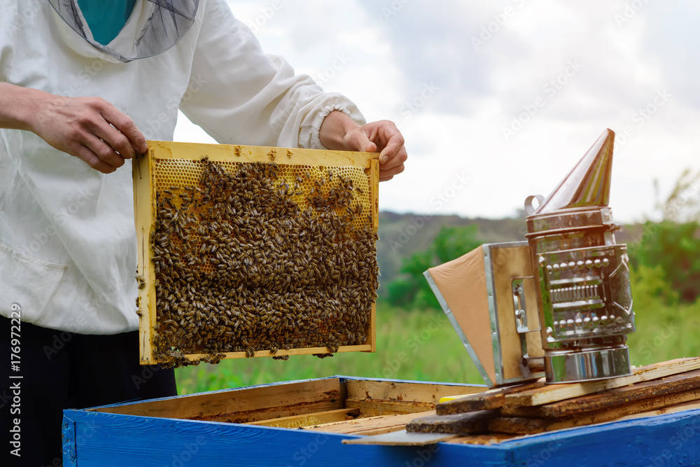 The beekeeper works with bees near the hives. Apiculture. The beekeeper works with bees near the hives. Apiculture.