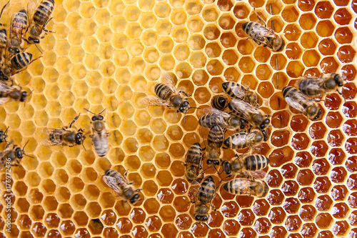 View of the working bees on the honeycomb with sweet honey. © kostik2photo