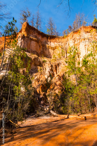 Red loamy wall of Providence Canyon with trees growing on it bottom view, USA