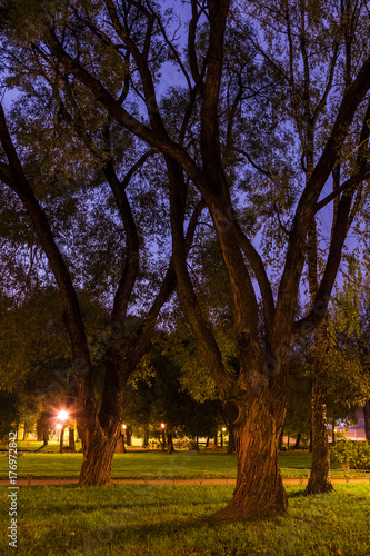 Beautiful view of willows with big crown in Yusupov Garden at dusk, Saint Petersburg, Russia photo