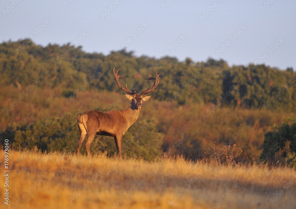 Obraz premium A adult red deer stag.