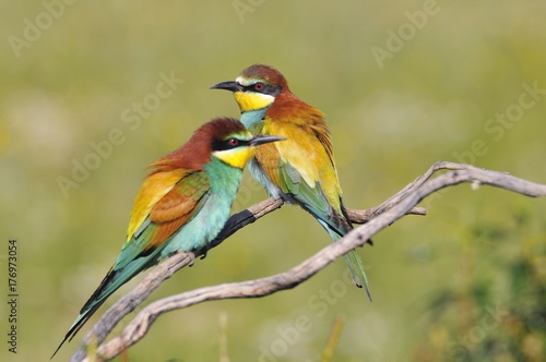 Couple of bee-eaters on leafless branch