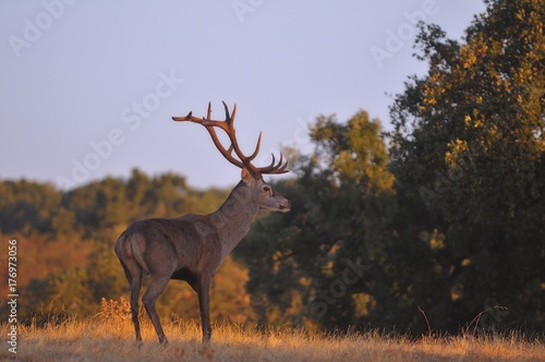 A adult red deer stag.
