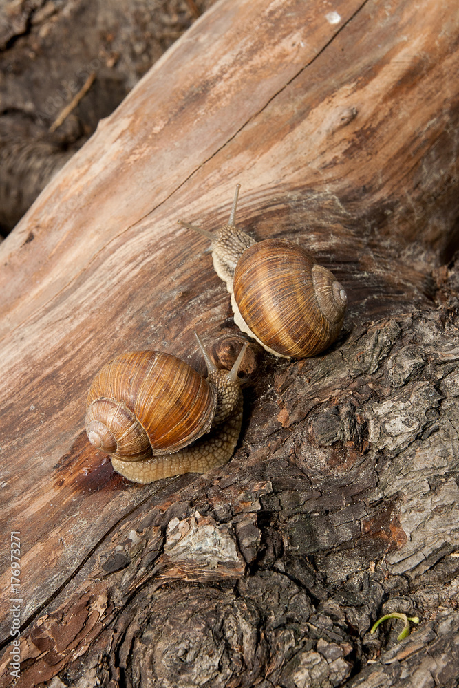 Two Burgundy snails (Helix, Roman snail, edible snail, escargot) crawling on the trunk of old aspen tree. . Two Burgundy snails (Helix, Roman snail, edible snail, escargot) crawling on the trunk of old aspen tree. .