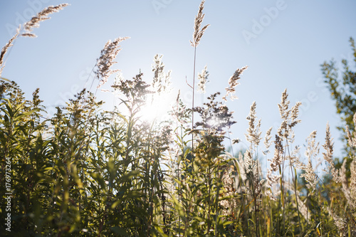 Green grass  and clear blue sky flooded in the sunlight