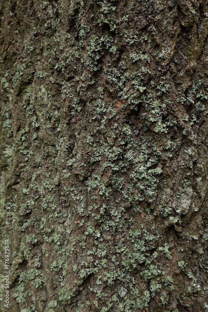 Detail of the tree trunk with green moss Detail of the tree trunk with green moss