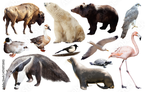 set of north american animals isolated