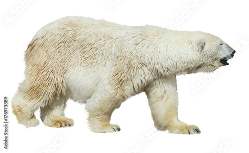 Polar bear on white background