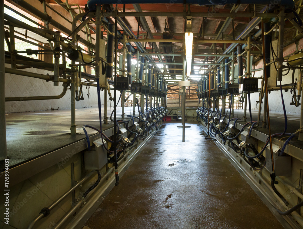 Obraz premium Automatic milking system