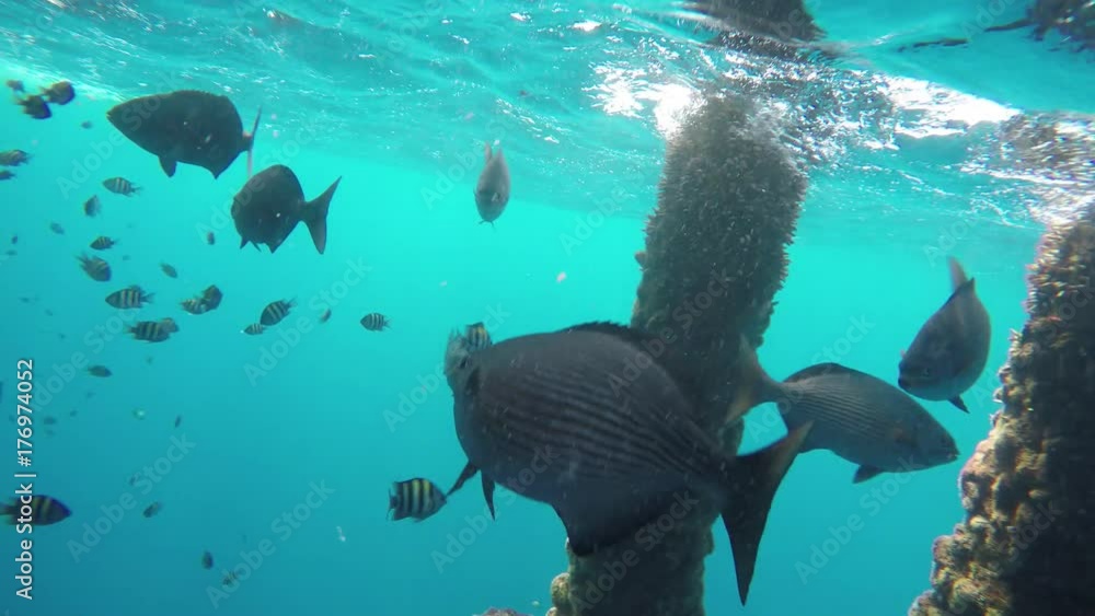 Fish swimming underneath a oil and gas wellhead platform. Driving under ...