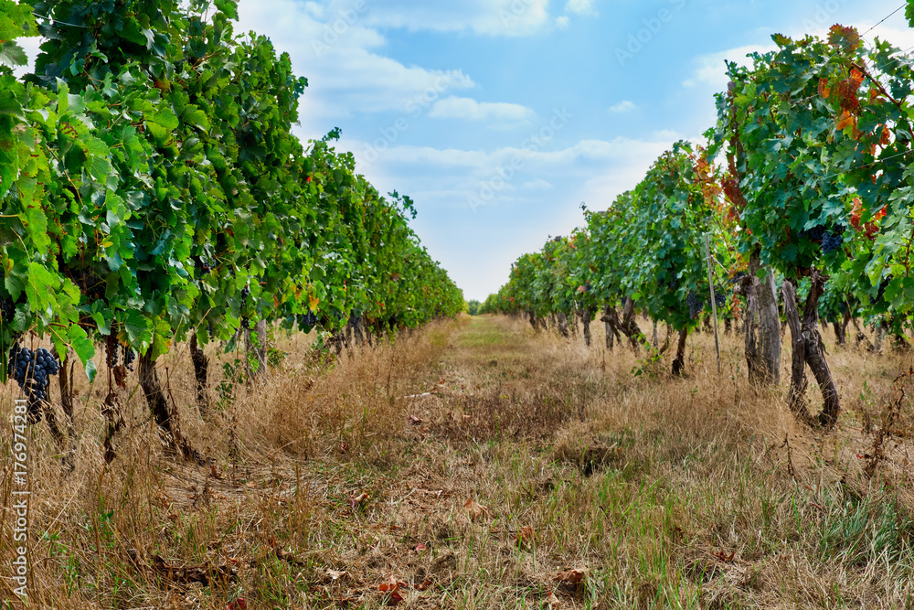 The rows of vines growing in the vineyard of Moldova The rows of vines growing in the vineyard of Moldova
