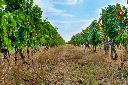 The rows of vines growing in the vineyard of Moldova photo
