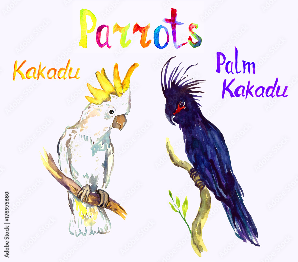 Fototapeta premium Black Palm and White Kakadu sitting on branches, parrots collection, isolated hand painted watercolor illustration with handwritten inscription