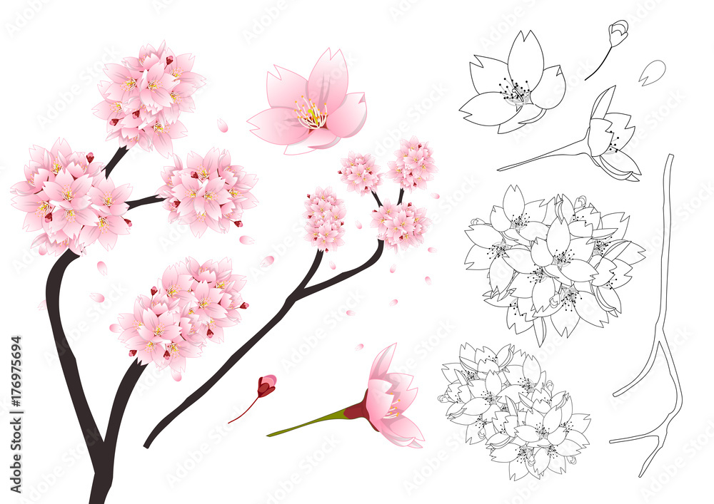 Prunus serrulata Outline - Cherry blossom, Sakura. National Flower of Japan. Vector Illustration. isolated on white Background.