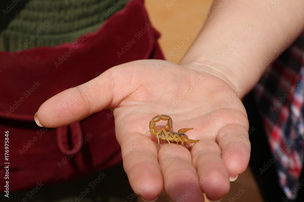 Small scorpions sitting on the palm of person
