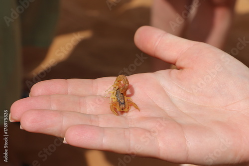 Small scorpions sitting on the palm of person