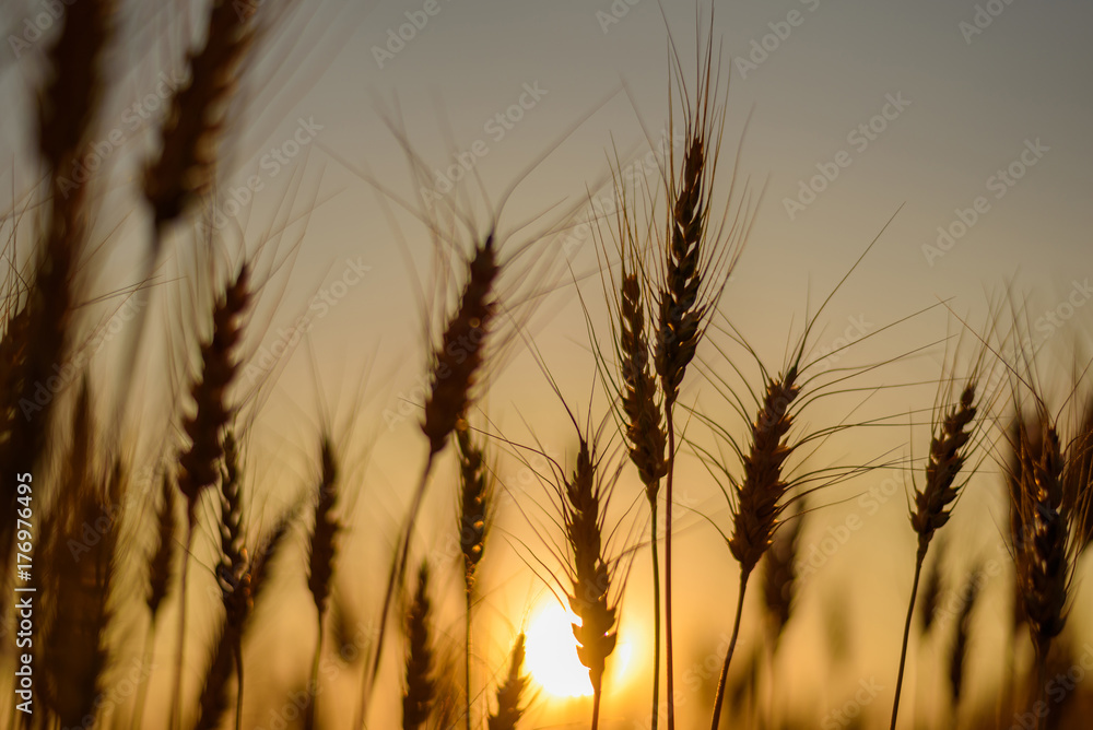 silhouette of wheat fields in sunset  