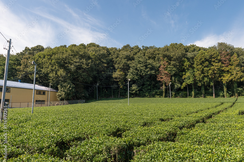 Green tea plant Green tea plant
