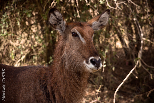 Antelope portrait in the bush